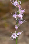 Shortleaf blazing star